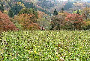 そばの実もしっかり付けている今年の樽本そばの畑