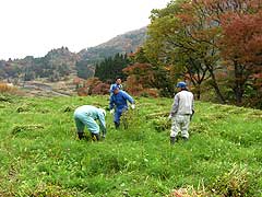紅葉の中、そばの刈り入れも終盤に